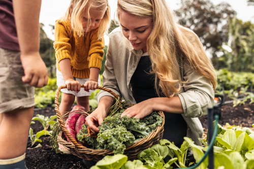 Plan Your Vegetable Patch with Our Ultimate Guide to Companion Planting